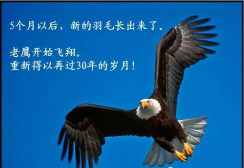 鼓舞人心的文章：痛苦是经历之后的飞涨