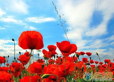 经典励志文章：为自己开一朵花