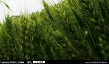 为了金秋那沉甸甸的麦穗，我决不辜负春天