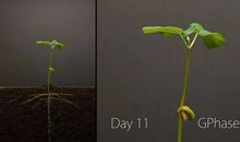 半粒种子也有春天