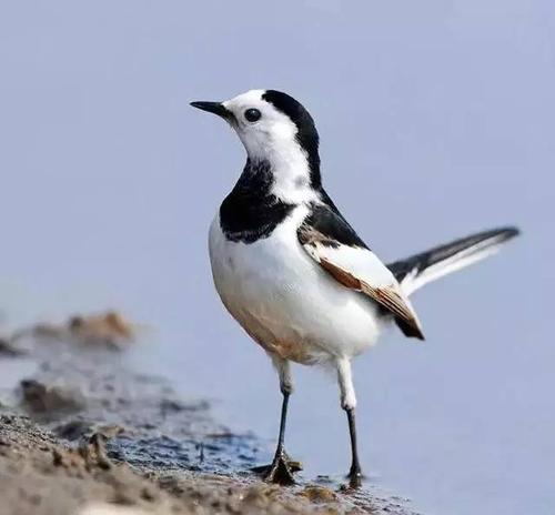 爱默生:相信自己