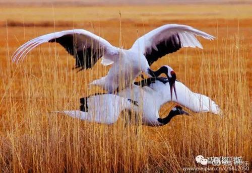 《论语》精粹50句，只读一次，造福人生