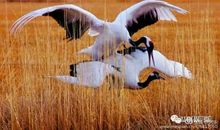 《论语》精华50句，只读一遍，获益终生