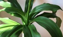 励志散文：花与叶子的爱情