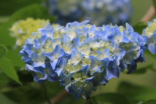 描述绣球花的一段