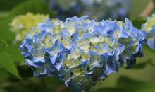 描写绣球花的段落