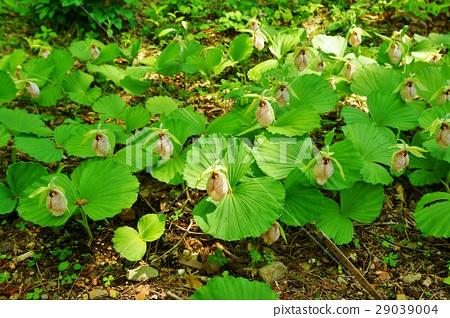 描述夏天花朵和田野的句子