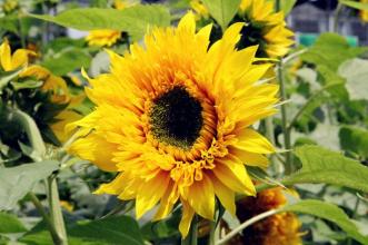 经典语录：真正的智慧是冷静下来，听听您最初的愿望。