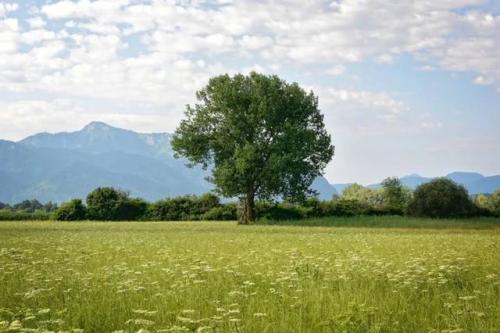 如果您想成为一棵大树，请不要将其与草进行比较