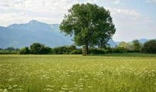 想成为大树，就不要和草去比