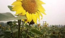 房子也许是租来的，但生活不是