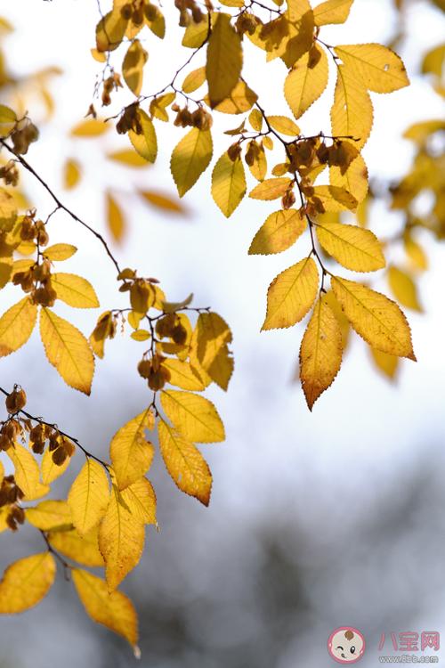 温暖的冬天优美的句子