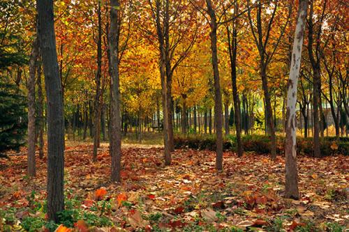 关于秋天的悲伤诗句