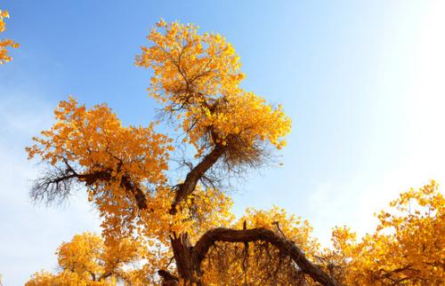 秋天的经典宣言