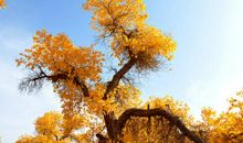 秋天的经典语句