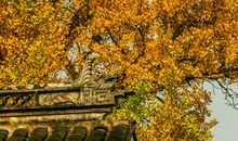 描写秋天银杏的句子