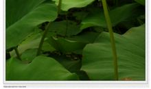 关于荷花高洁的诗句