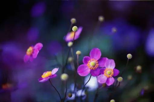 经典语录：实现梦想的最好方法是醒来