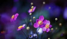 经典语录：让梦想成真的最好办法就是醒来