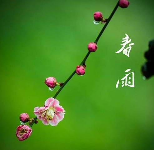 美丽的句子描述春天