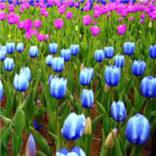 描述郁金香的句子