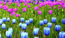 描写郁金香的句子