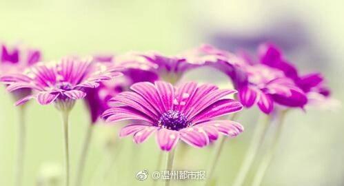 关于夏天的优美句子大全