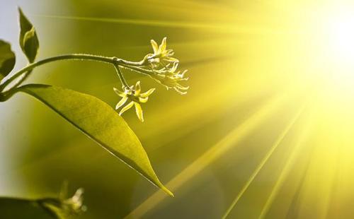 赞美太阳的诗歌