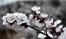 杏花诗词