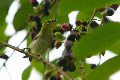 五年级组成：窗外的鸟