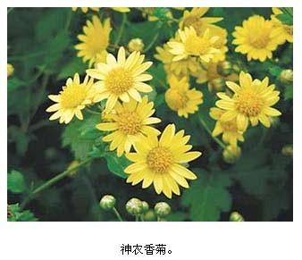 孙莉：向菊的妈妈