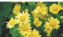 孙犁：香菊的母亲