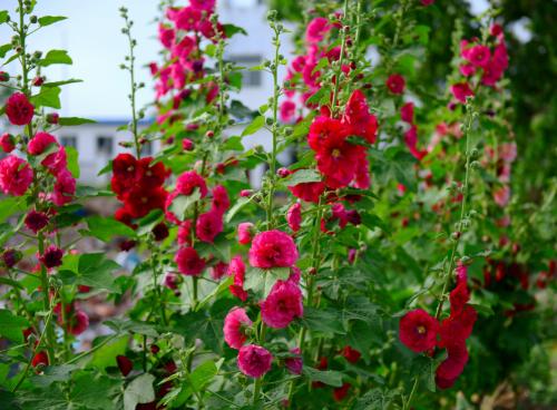 关于春天的一句话很优美，大约有50个字