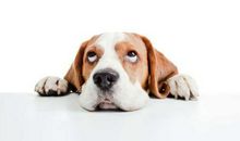 描写小狈外貌的句子