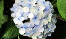 描写绣球花的句子