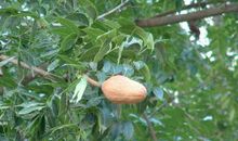 读《桃花心木》后有感