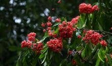 许地山：无忧花