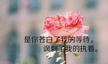 关于执着的优美句子