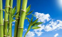 一路挫折，一路小结——竹子就是这样刺穿了天空