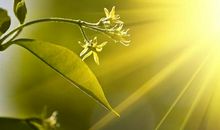 阳光明媚的经典语句