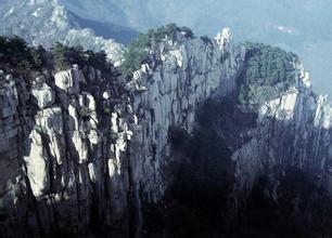 描述Tarzan的陈述