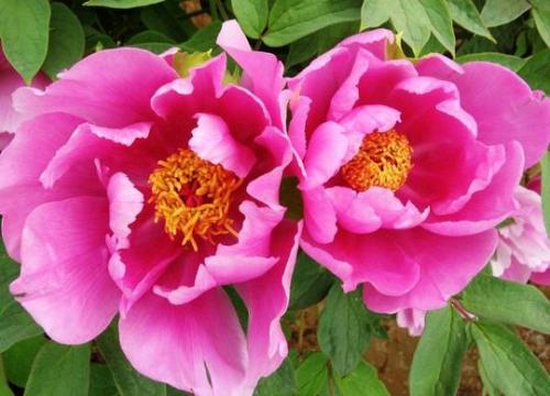 描述牡丹的美丽句子