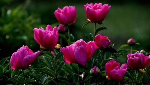 描写牡丹花朵的句子