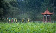 闻一多：红荷之魂