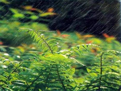 关于春雨的美丽句子