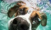 关于游泳的句子