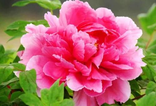 美丽的句子描述牡丹