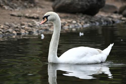 赞美天鹅的美丽句子