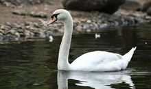 赞美天鹅的优美句子