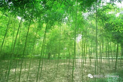 高中作文：幽游观中情